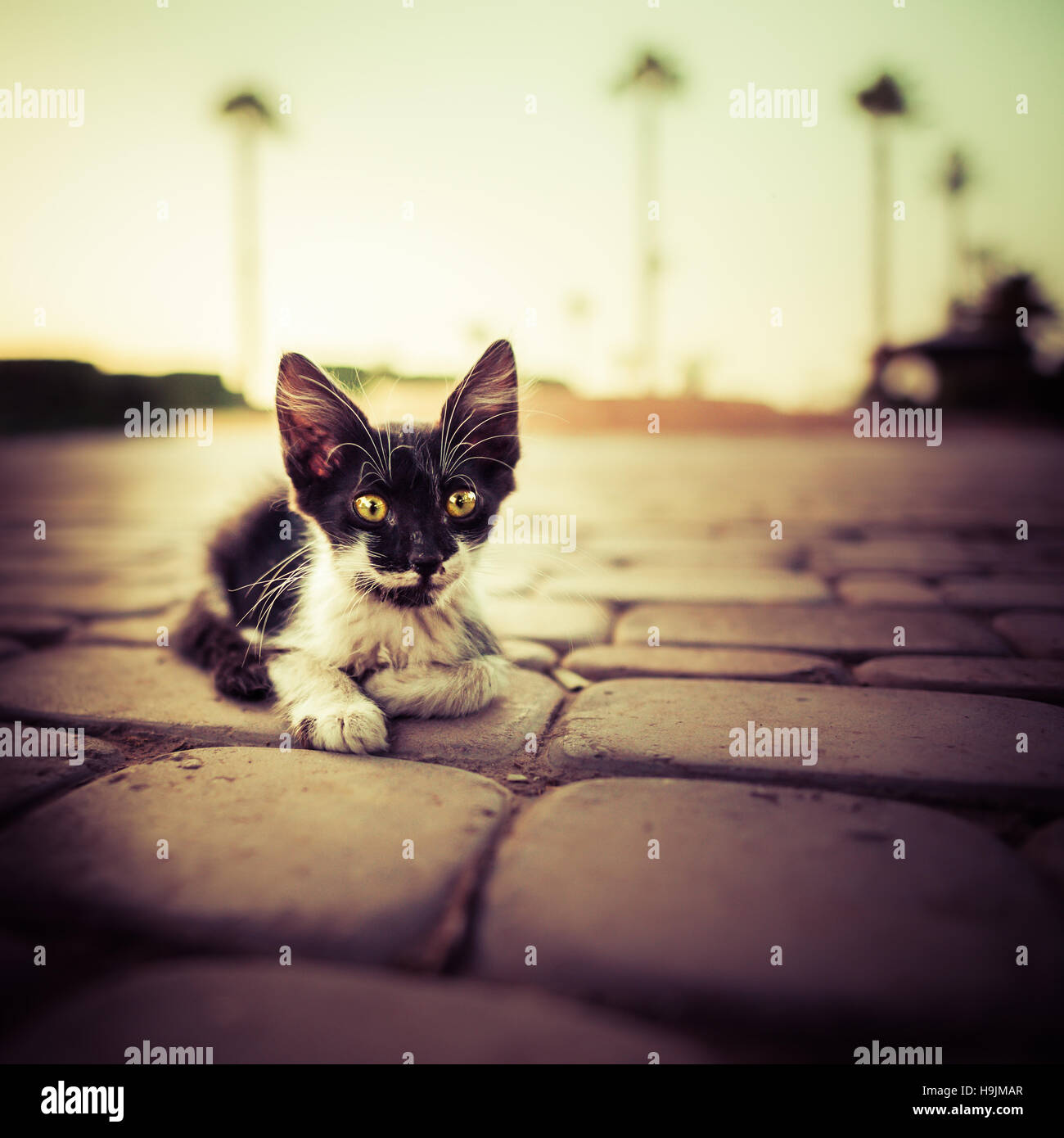 Una scena da sogno di un gattino randagio sdraiato in una strada acciottolata a Marrakech, Marocco Foto Stock