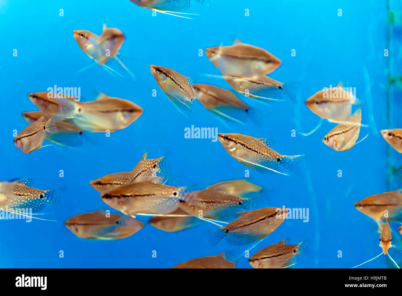 Foto di pesci di acquario di acqua blu Foto Stock