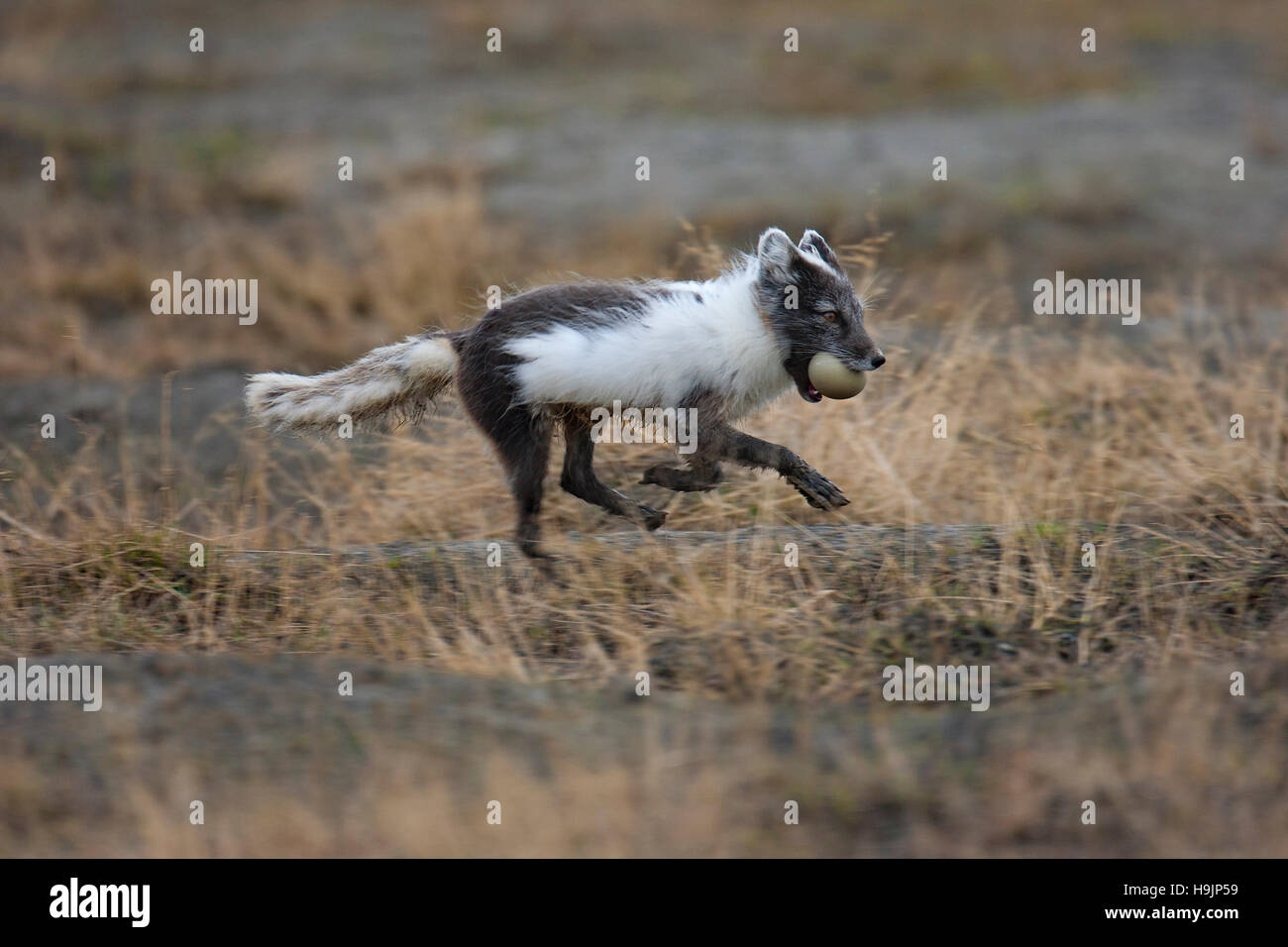 Arctic Fox / polar volpe (Vulpes vulpes lagopus / Alopex lagopus) scappando con Eider Duck egg in bocca sulla tundra, Svalbard / Spitsbergen, Norvegia Foto Stock