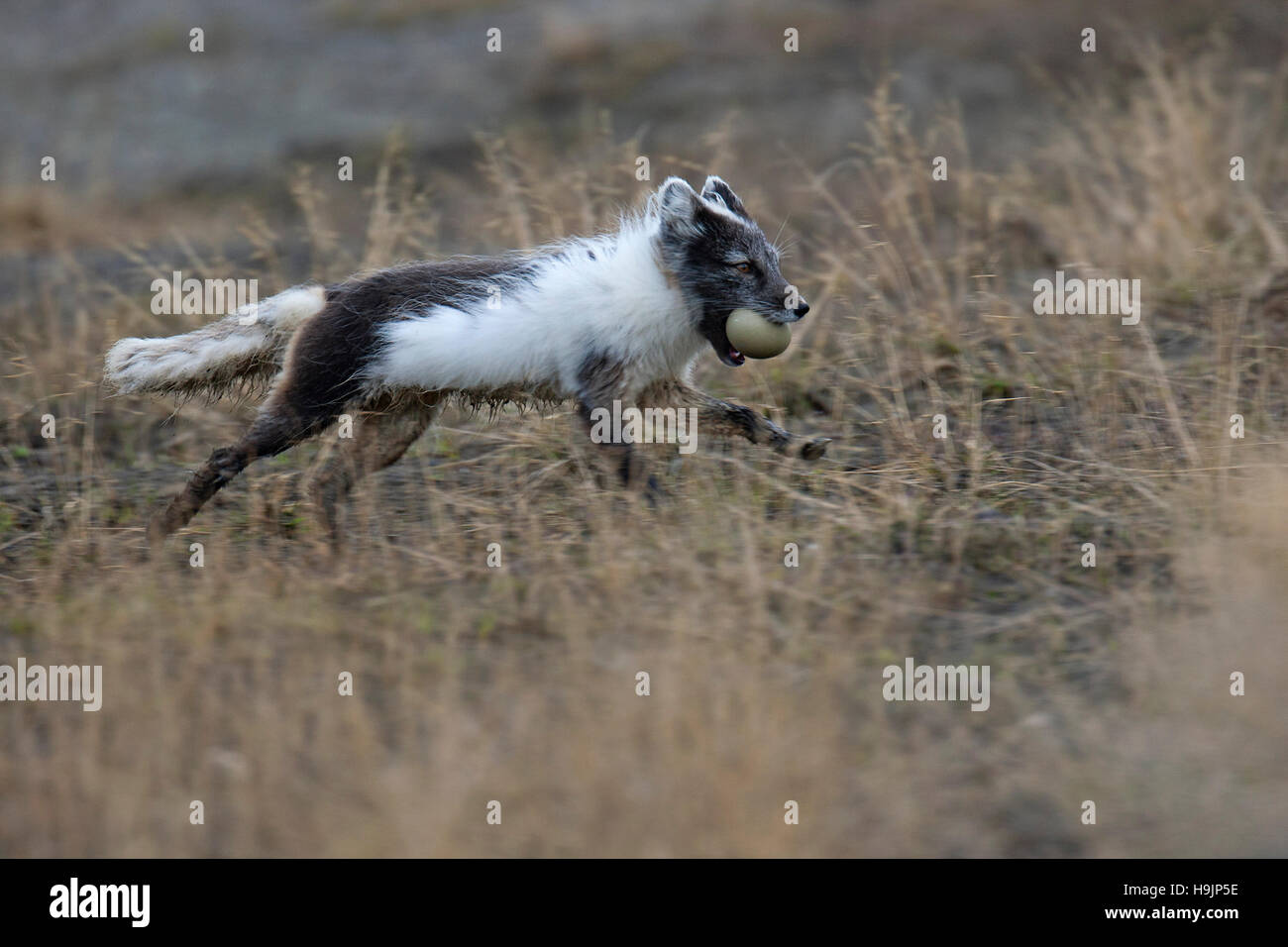 Arctic Fox / polar volpe (Vulpes vulpes lagopus / Alopex lagopus) scappando con Eider Duck egg in bocca sulla tundra, Svalbard / Spitsbergen, Norvegia Foto Stock