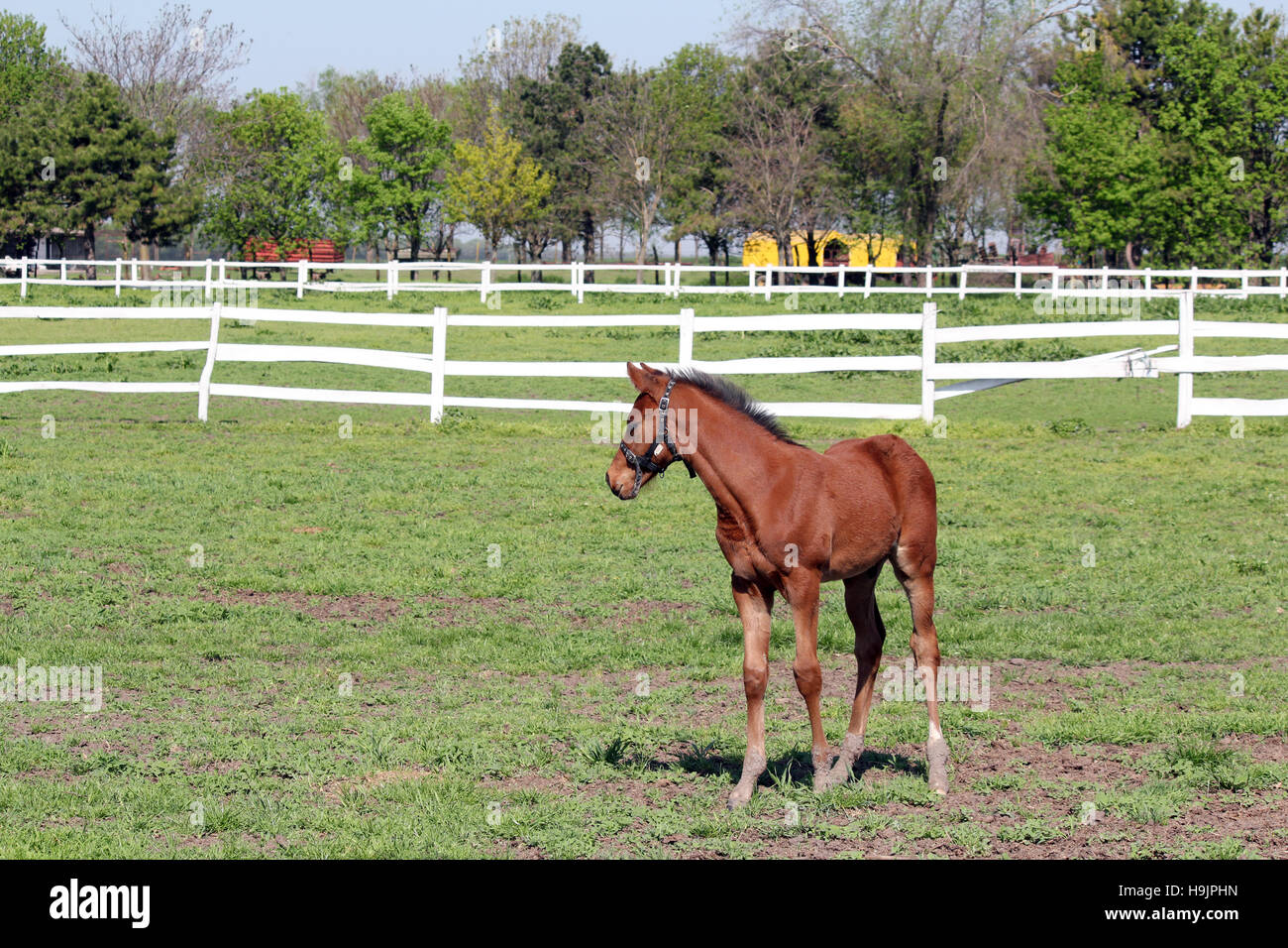 Brown puledro in corral farm scena Foto Stock