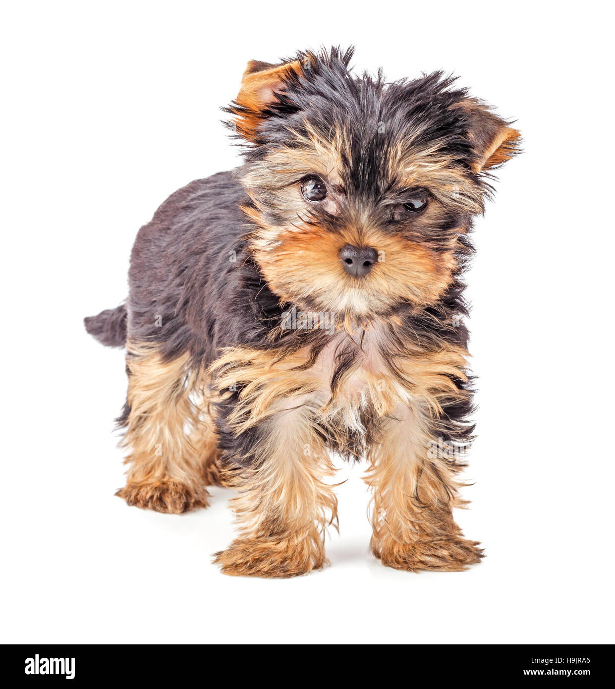 Yorkshire Terrier cucciolo isolato su sfondo bianco Foto Stock