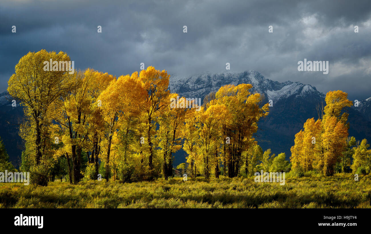 Autunno in Gros Ventre River Valley Foto Stock