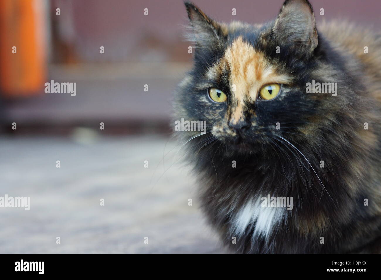 Bella gatta calico. Lapjeskat. Tricolore. Tartaruga-e-bianco. Stray senzatetto pet Foto Stock