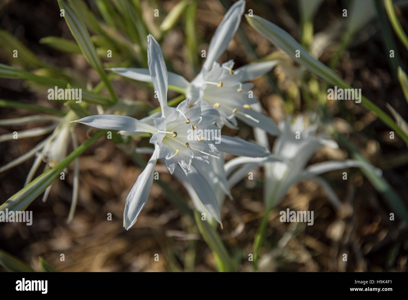 Sea daffodil, Pancratium maritimum, su una spiaggia a Trapani, Sicilia Foto Stock