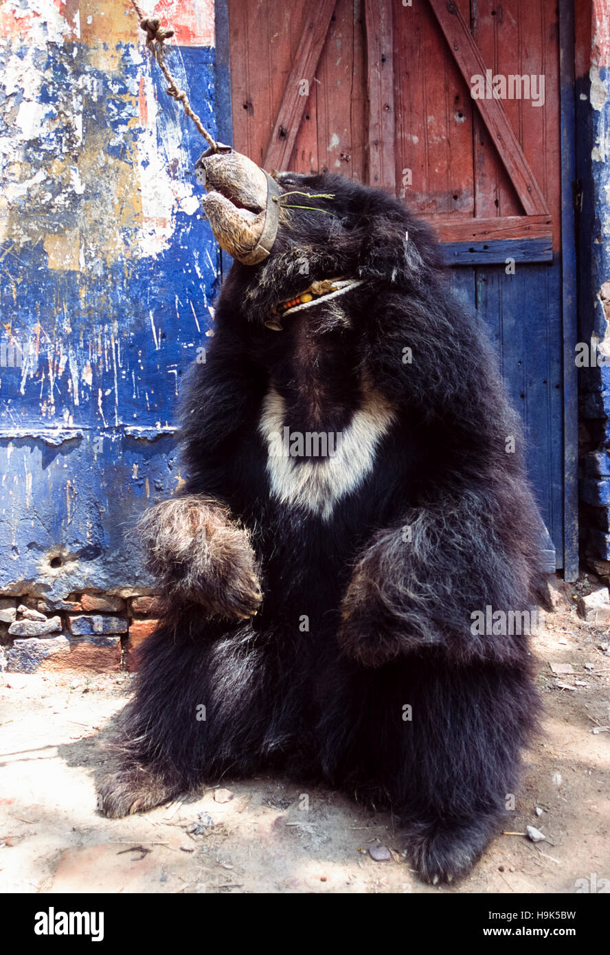 Sloth Bear,(Melursus ursinus),captive bear esecuzione di ballo,dancing bear,Rajasthan,l'India Foto Stock