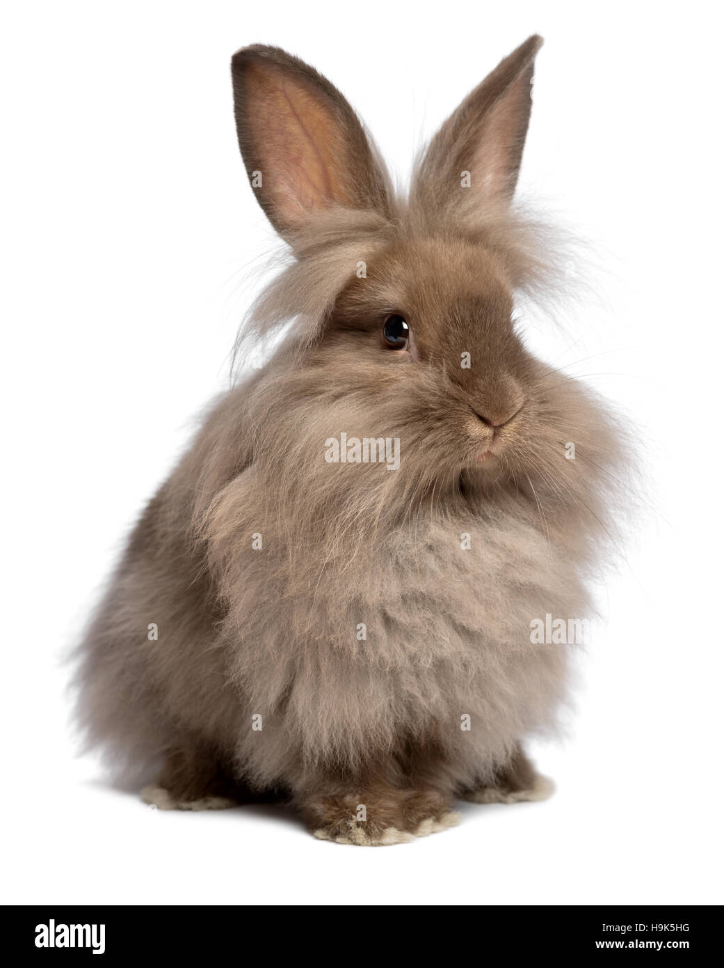 Una bella seduta di color cioccolato coniglietto Lionhead rabbit Foto Stock