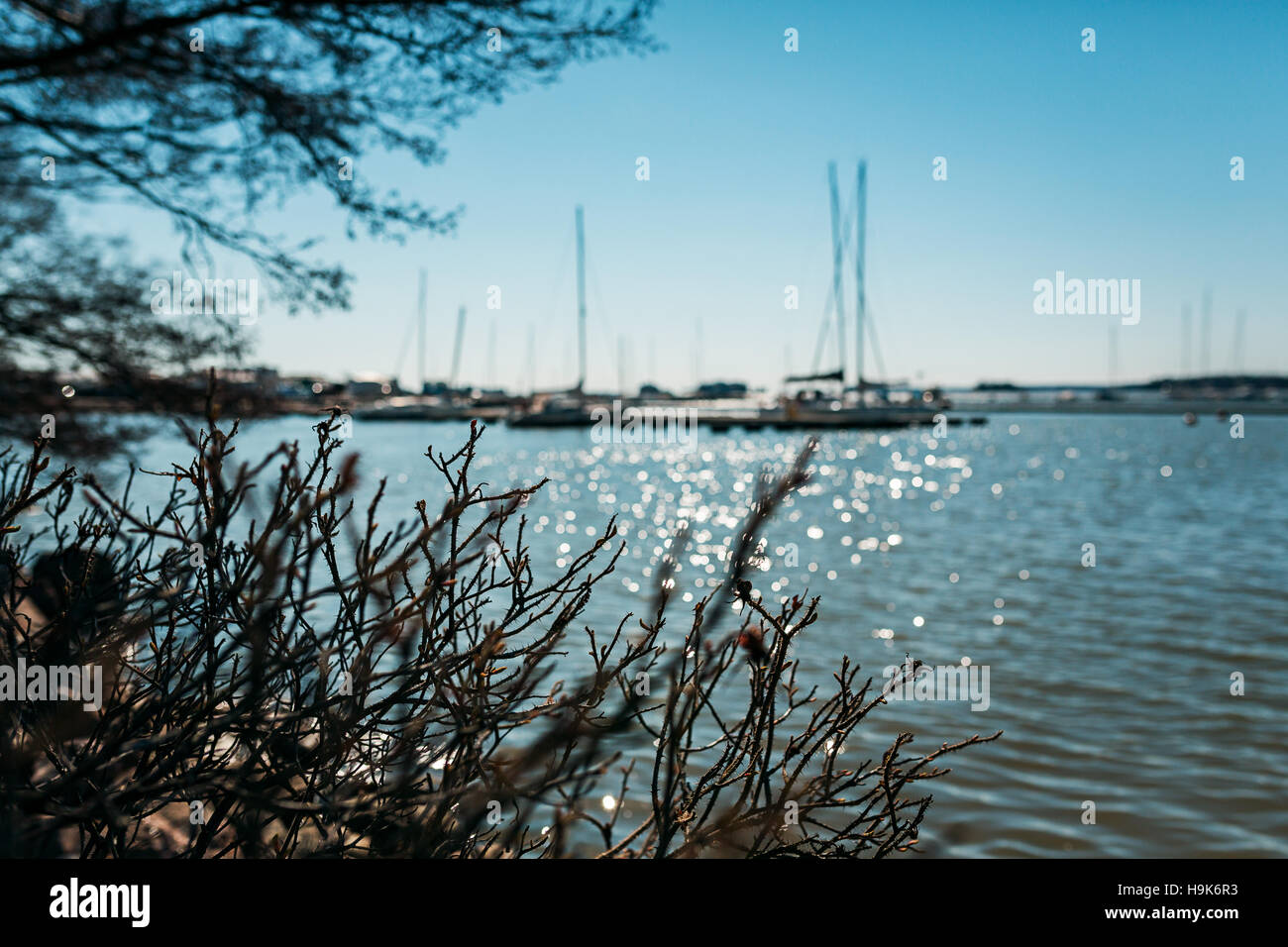 Finlandia Espoo porto Golfo di Finlandia del Mar Baltico oceano bellissimo paesaggio sfocato branche di diramazione Foto Stock