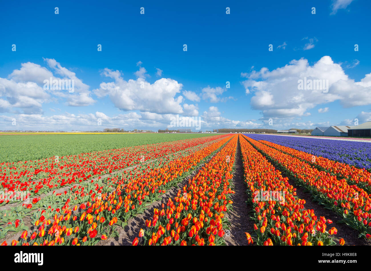 Infinite righe di fioritura di tulipani rossi in un agricolo paesaggio olandese Foto Stock