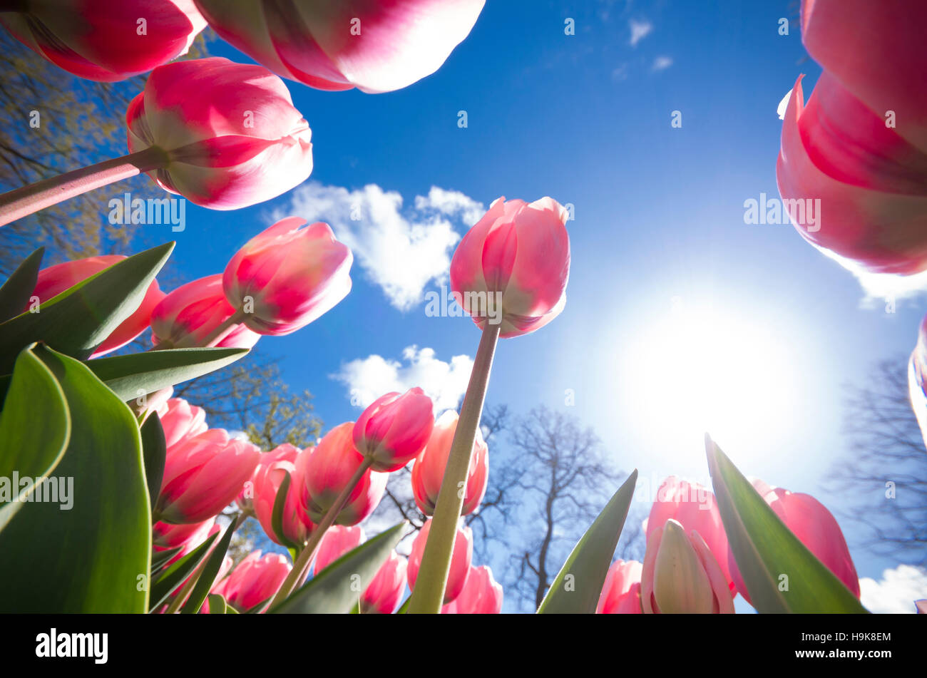 Basso angolo vista della fioritura di tulipani rossi contro un cielo blu Foto Stock