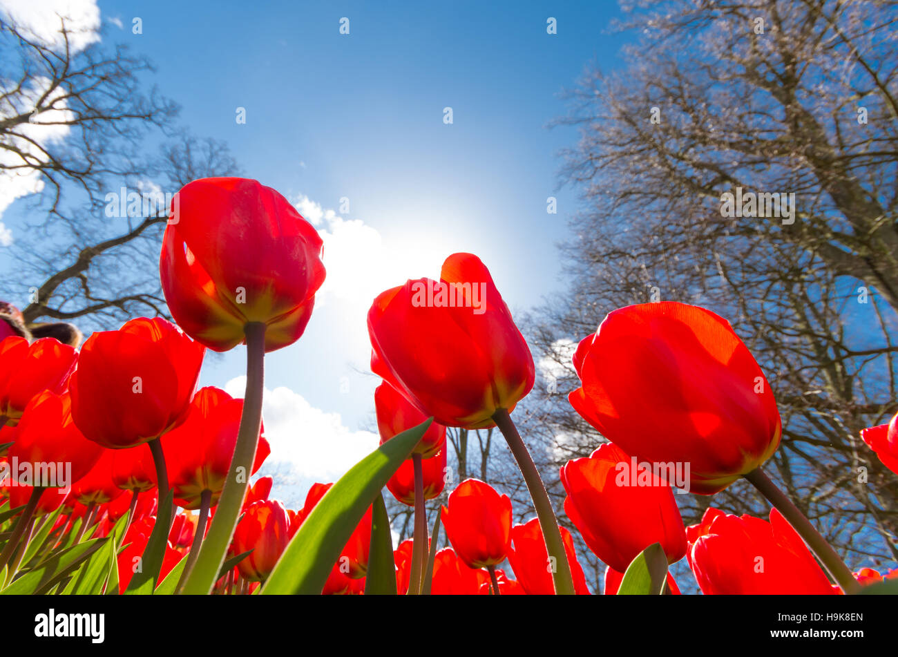 Basso angolo vista della fioritura di tulipani rossi contro un cielo blu Foto Stock