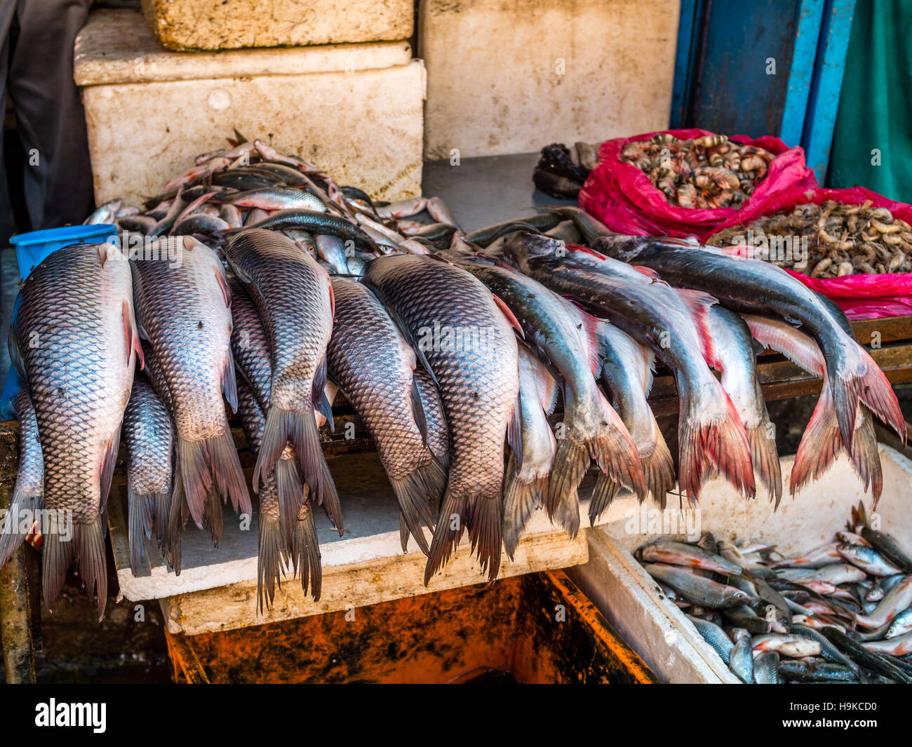 Pesce crudo e gamberetti per la vendita su strada in Nepal Foto Stock