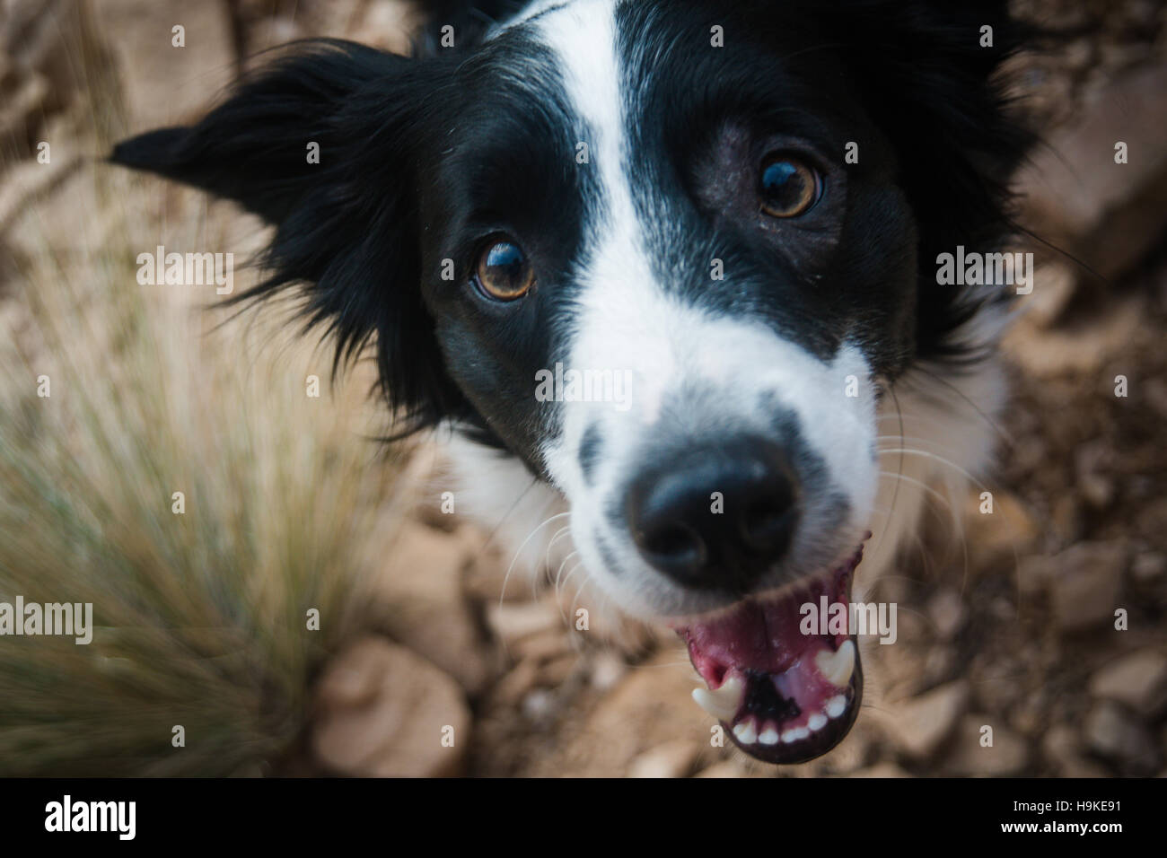 Un Border Collie sorrisi per la telecamera nel deserto. Foto Stock