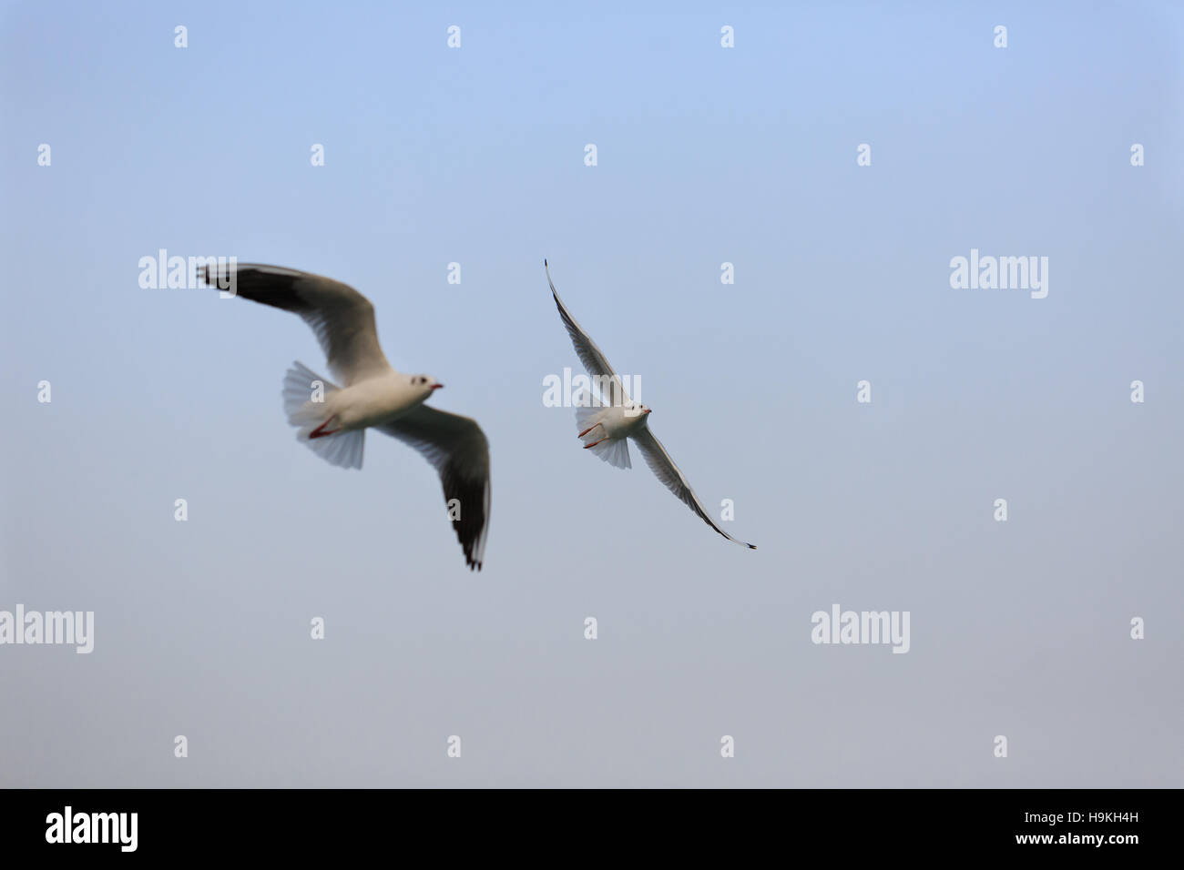 Un black-headed Gull è volare nel cielo Foto Stock