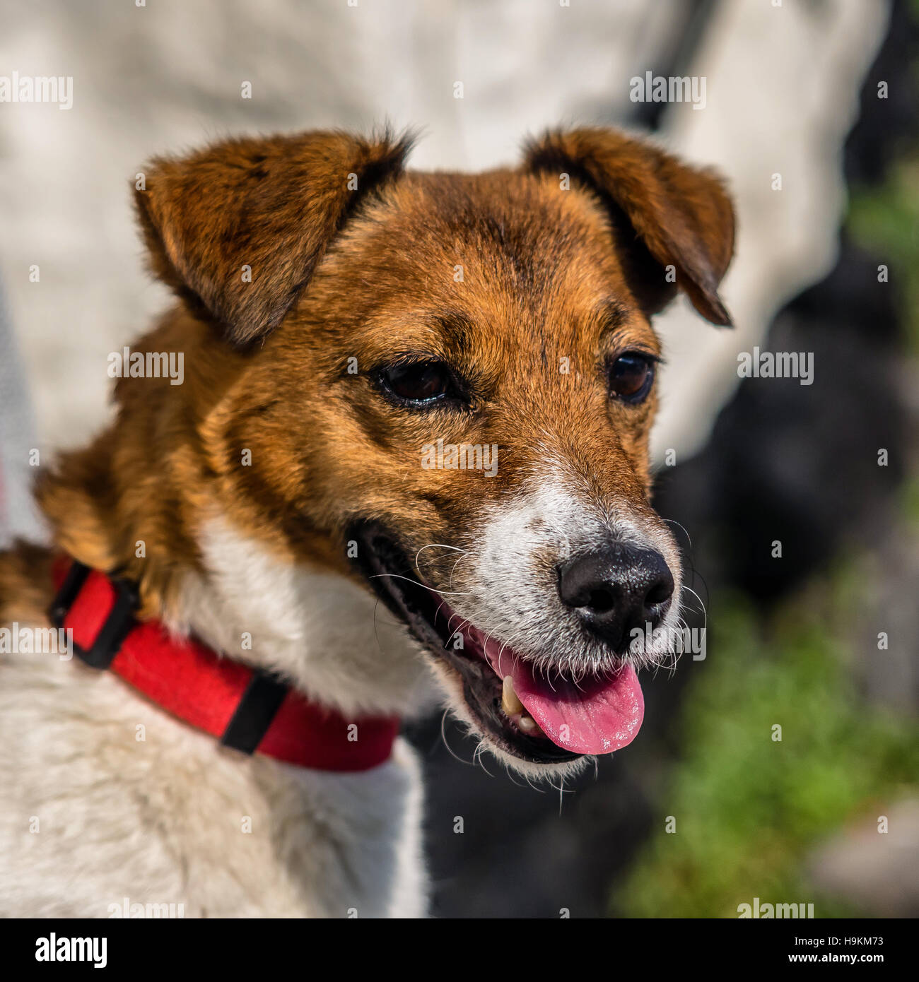 Jack russell Foto Stock