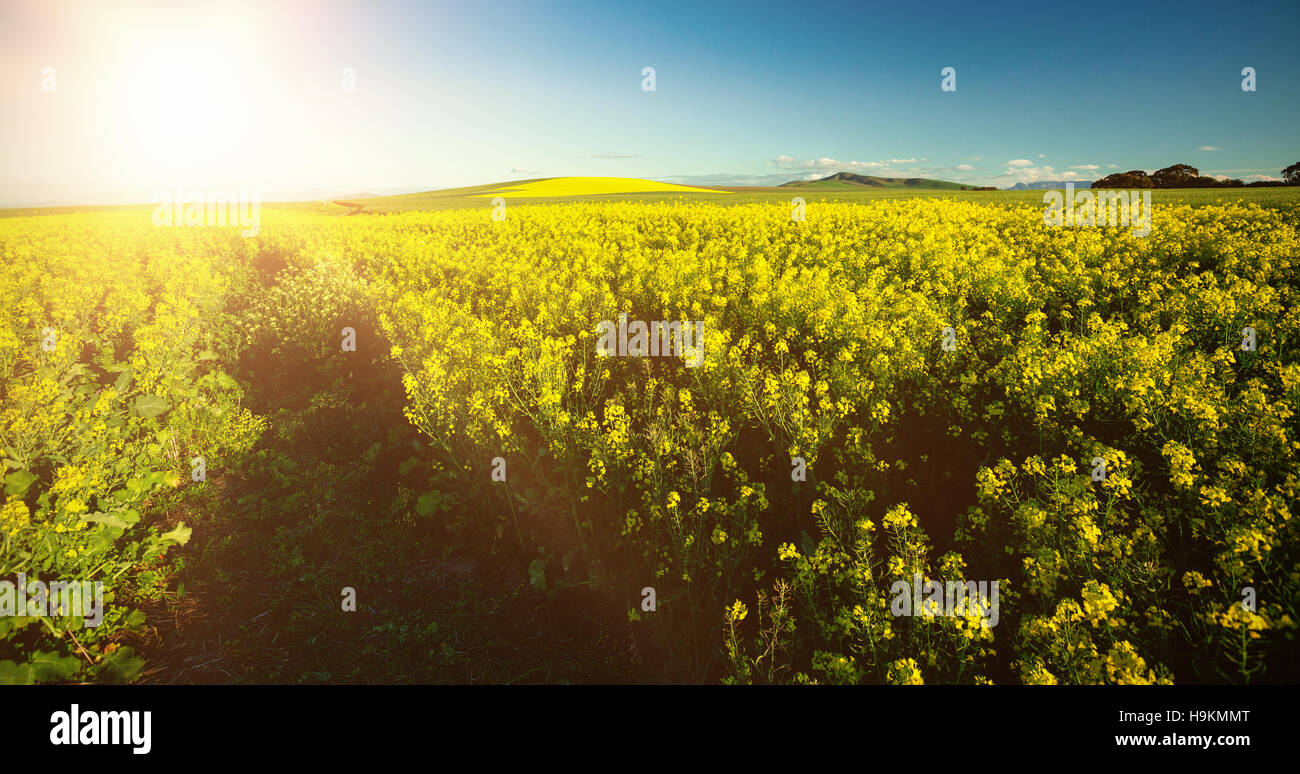 Giallo senape campo Foto Stock