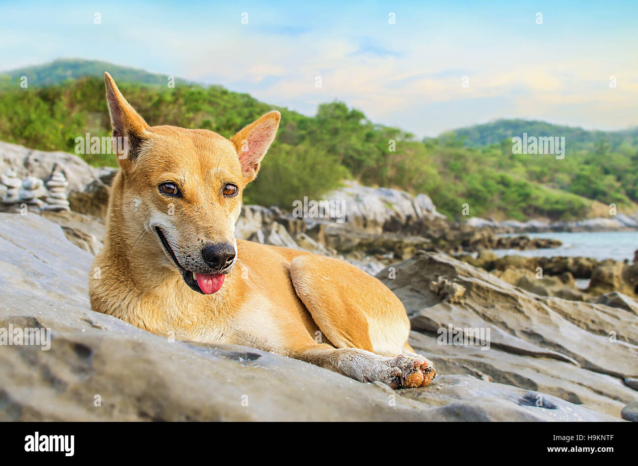 Cane giacente sul Seacoast Foto Stock