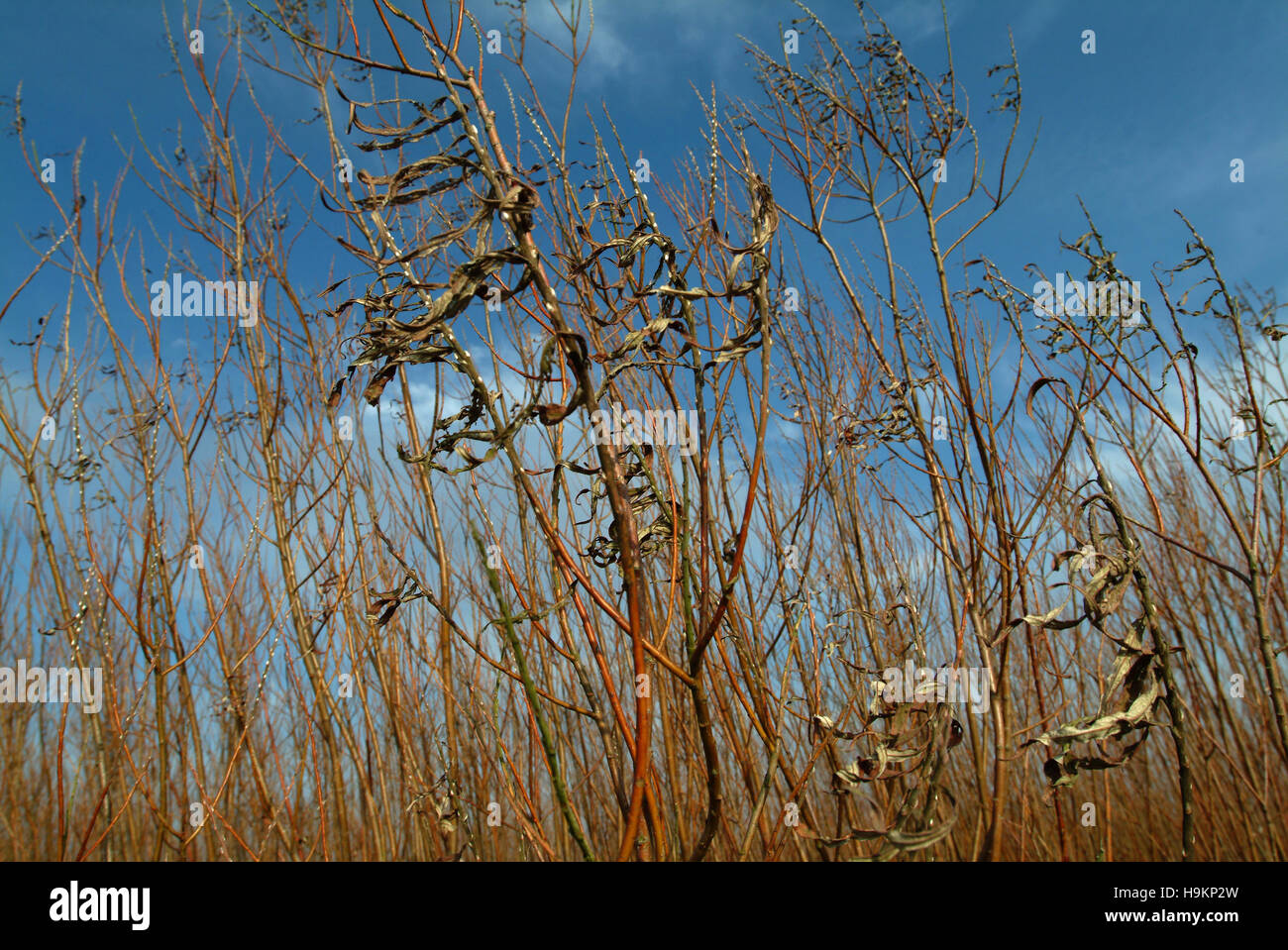 Coppicing willow,cresciuto come una produzione di energia da fonti rinnovabili,che mostra il legno grezzo e il pellet finito. Foto Stock