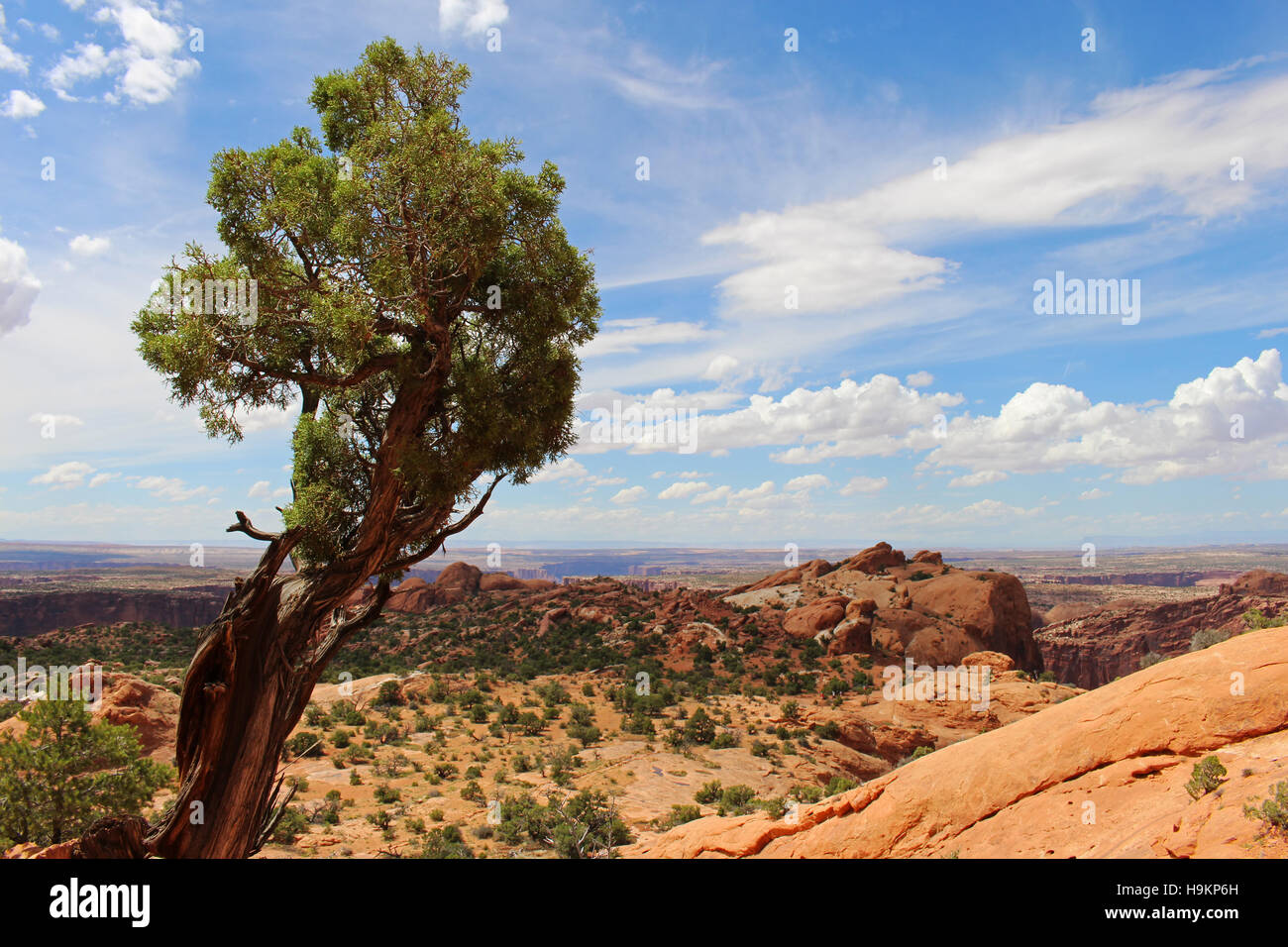 Un solitario, soffiata dal vento albero sopporta un'altra estate afosa giornata nel parco nazionale di Canyonlands in Utah. Foto Stock