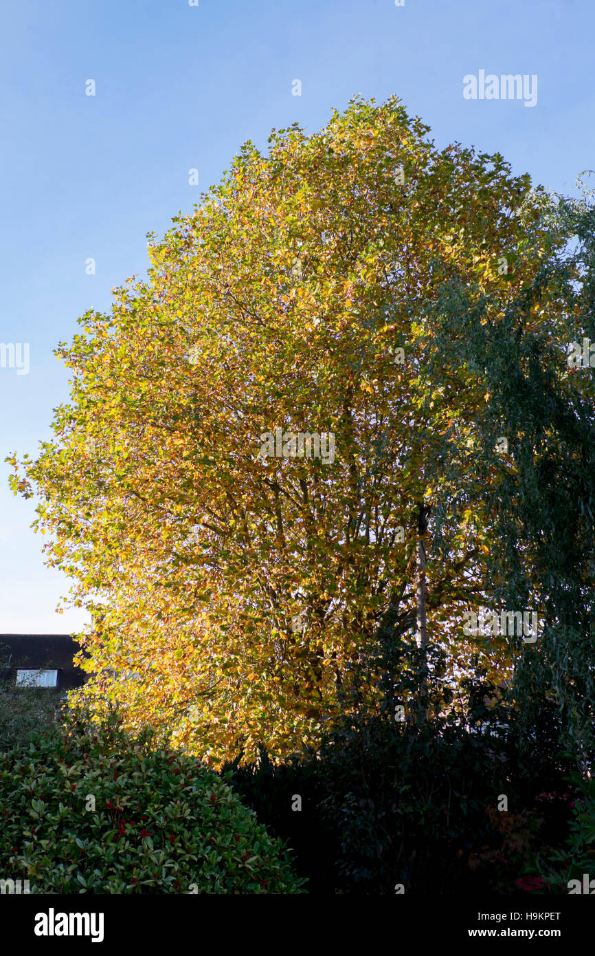 Autumn Tree giallo Foto Stock