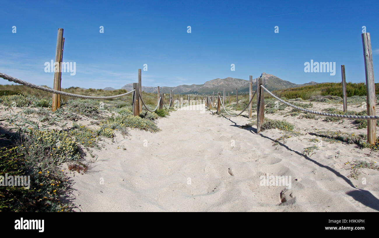 Zona sabbiosa con dune sulla spiaggia Foto Stock