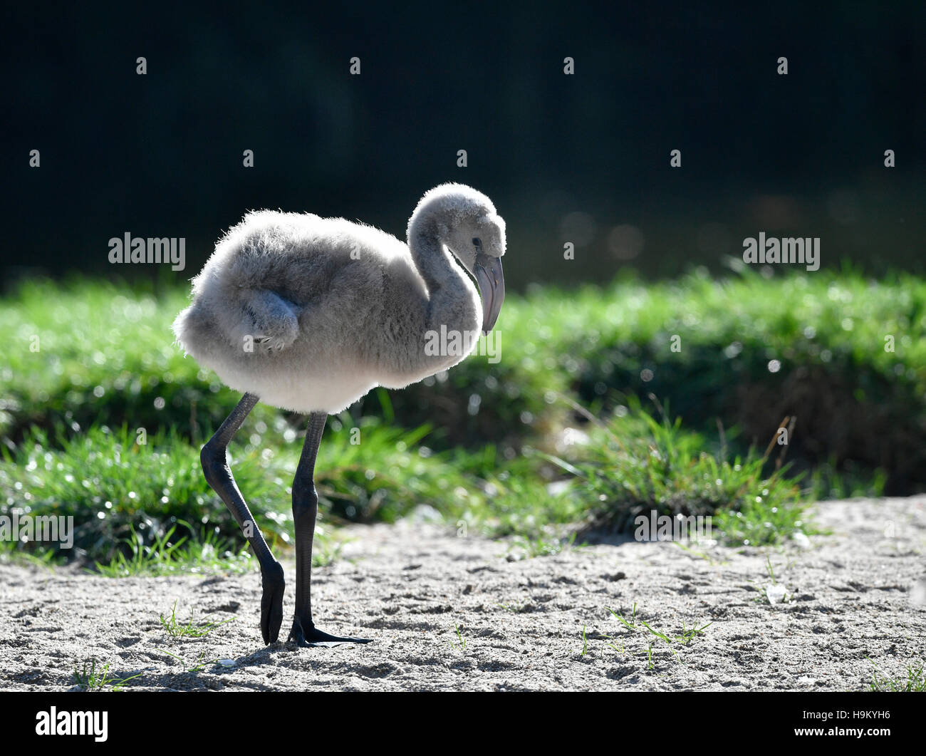 Fenicottero maggiore (Phoenicopterus roseus), i capretti pulcino, quattro settimane, captive Foto Stock