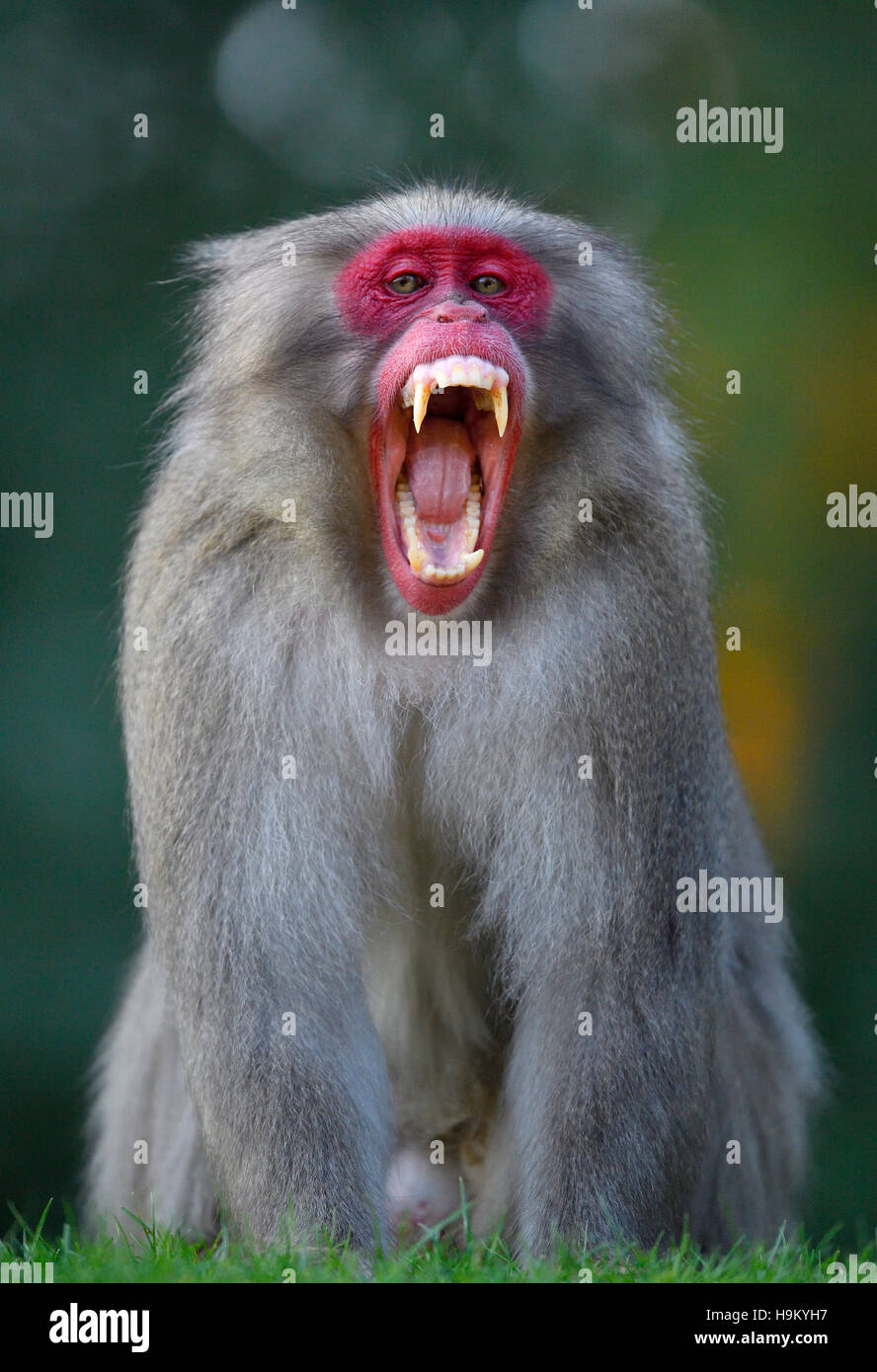 Macaque giapponese o la neve di scimmia (Macaca fuscata) con la bocca spalancata, minacciando gesto, aggressivo, captive Foto Stock