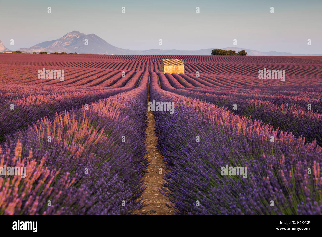 Lavanda in fiore (Lavandula angustifolia) con cottage in pietra, altopiano di Valensole, Alpes-de-Haute-Provence Foto Stock