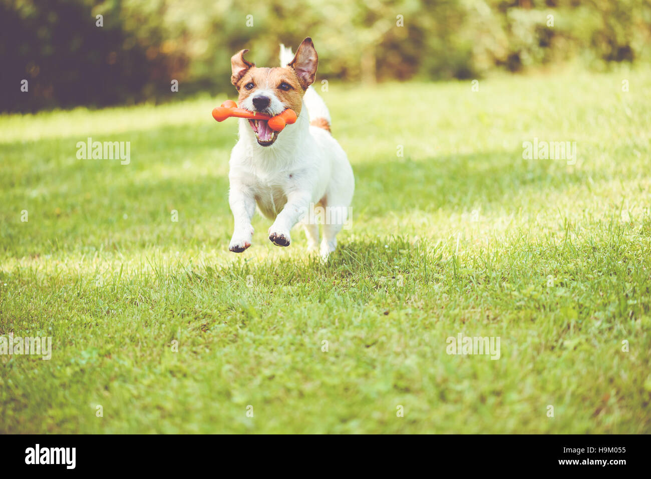 Cute cane giocando con toy osso al giorno d'estate e di sole Foto Stock