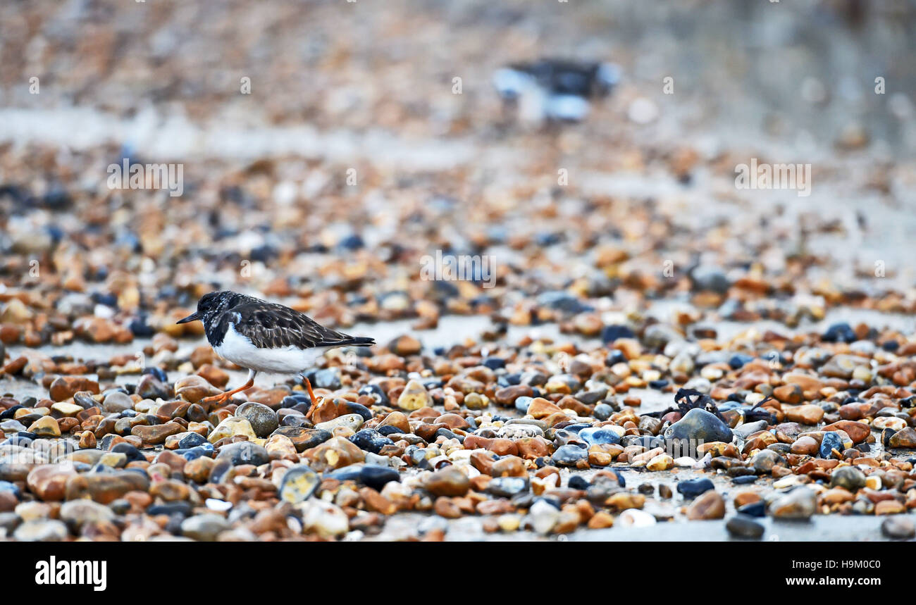 Turnstone Arenaria interpres piccoli trampolieri sulla costa a Brighton Regno Unito Foto Stock