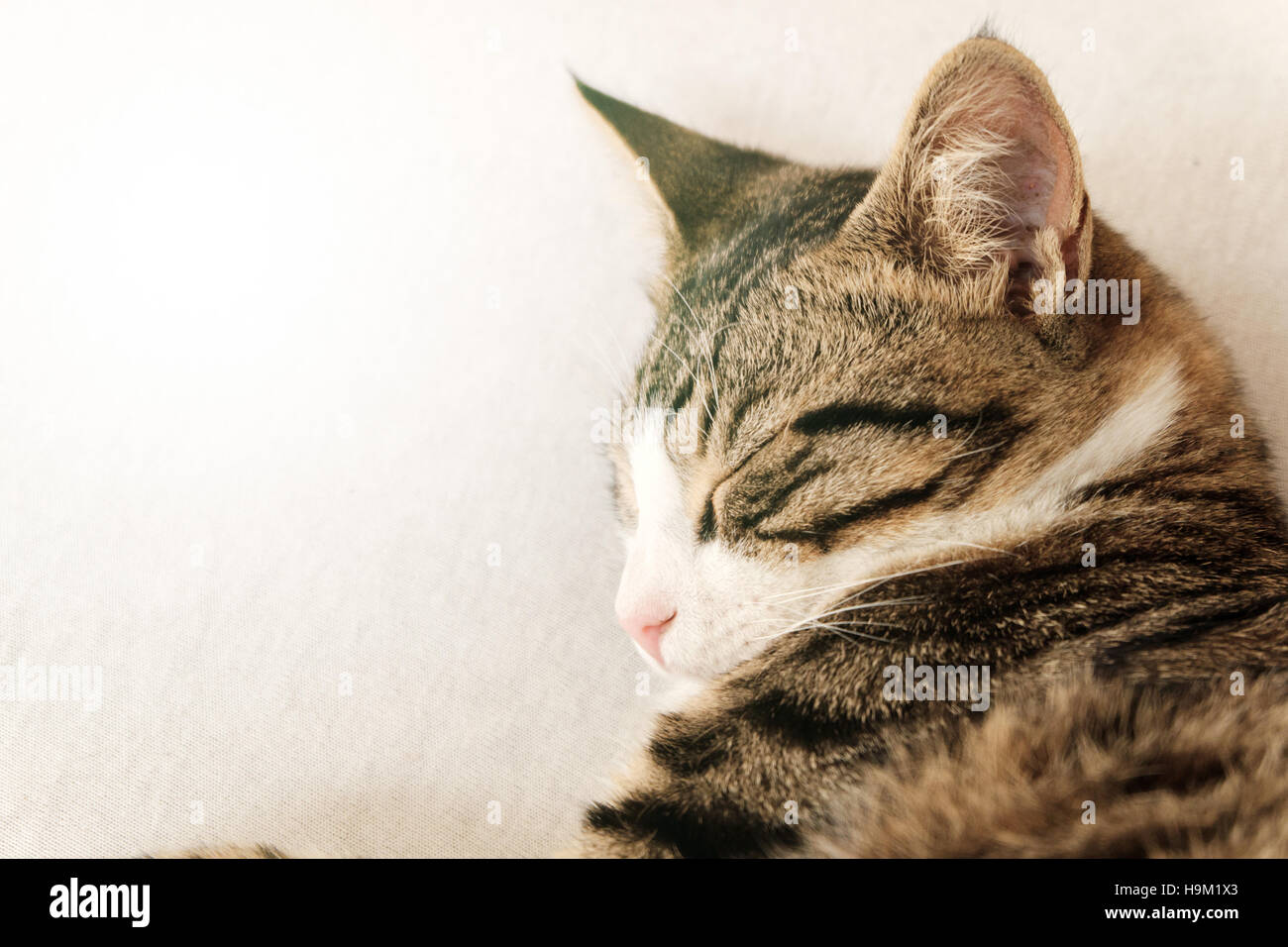 Bianco e nero cat dormire su un divano bianco. Pigra e sonnolenta di concetto Foto Stock