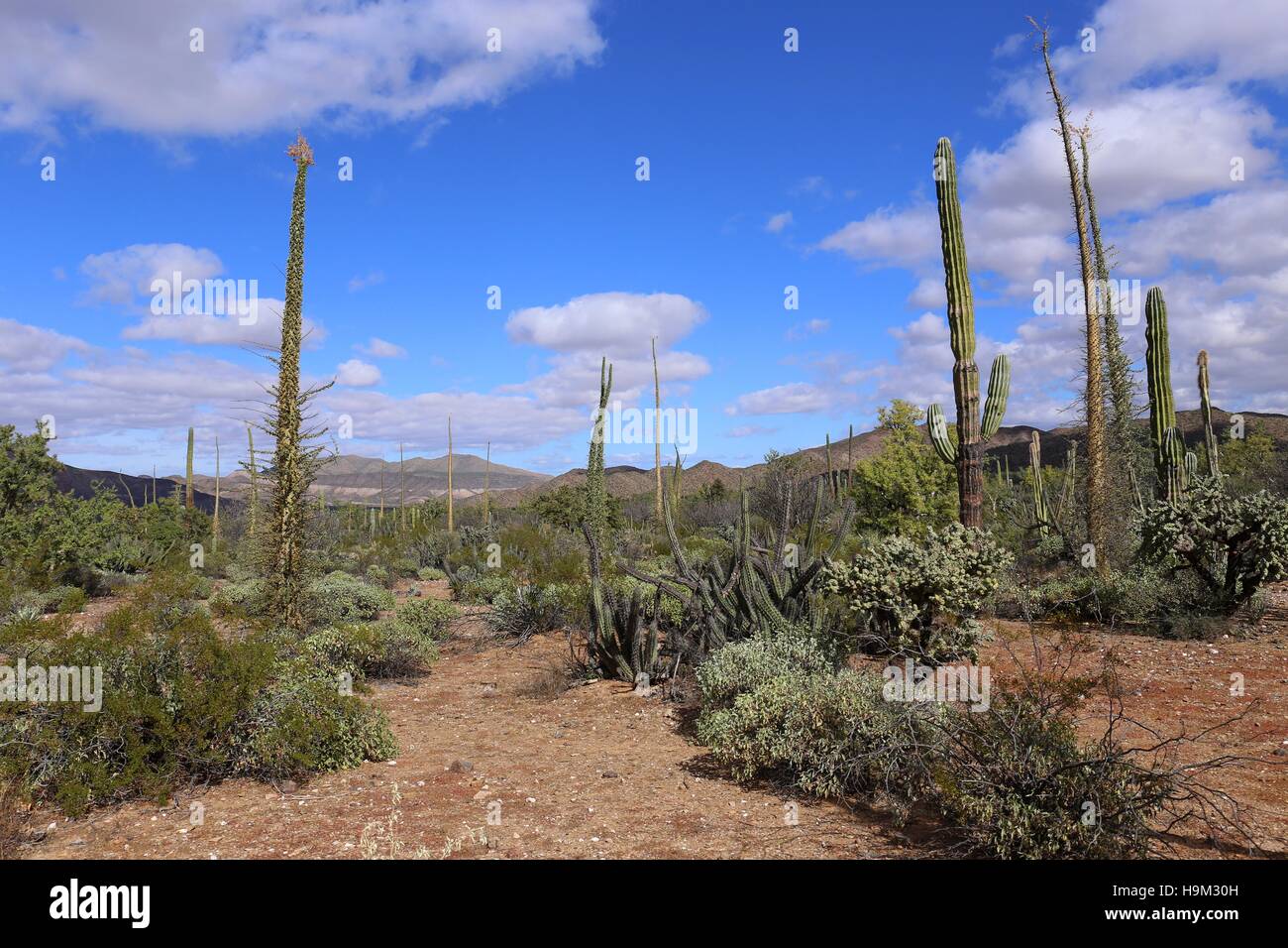 I campi di Cactus in Messico, Baja California Foto Stock