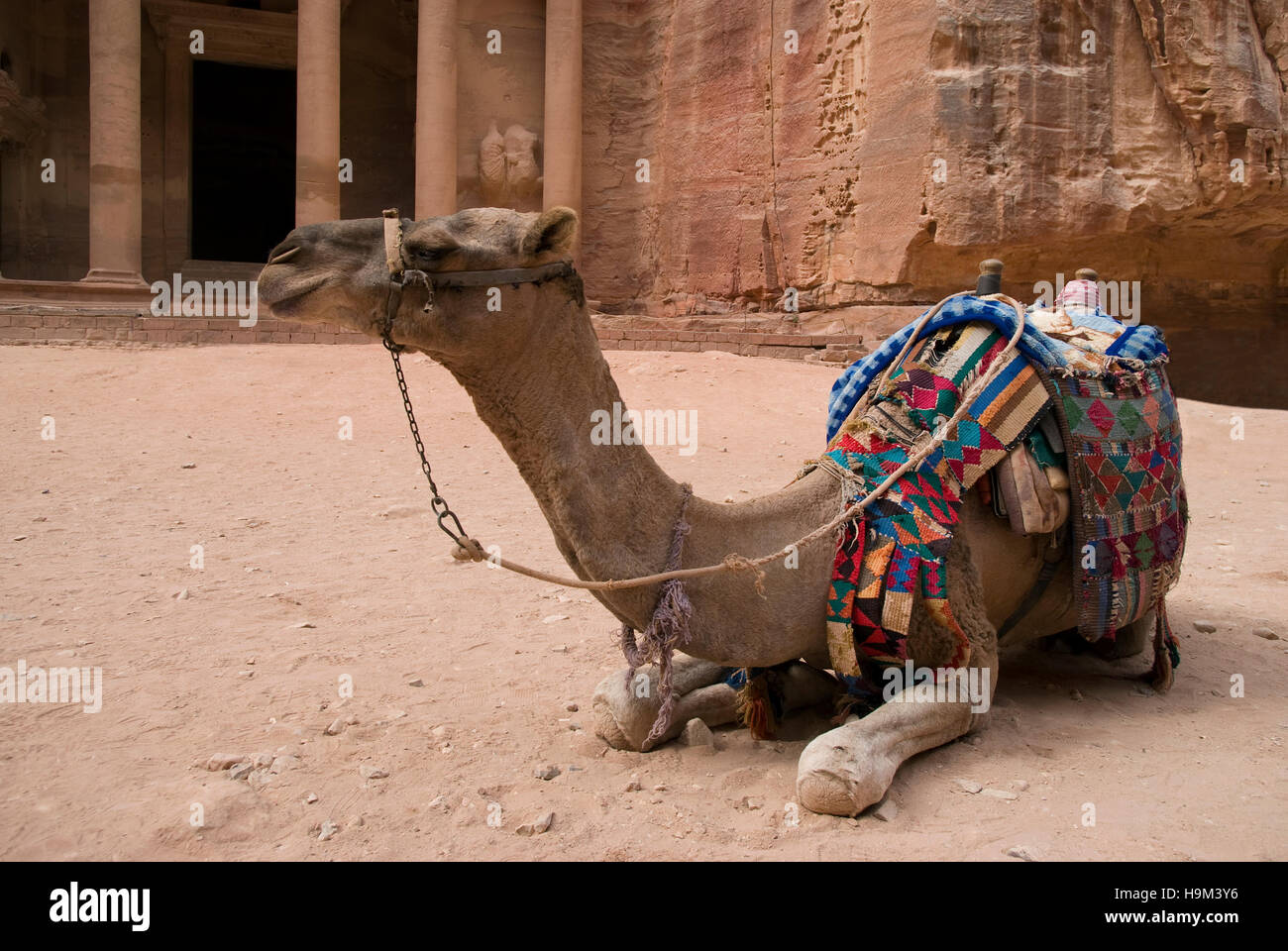 Resto del cammello di fronte al tesoro Khazneh rovine, Petra, Giordania Foto Stock