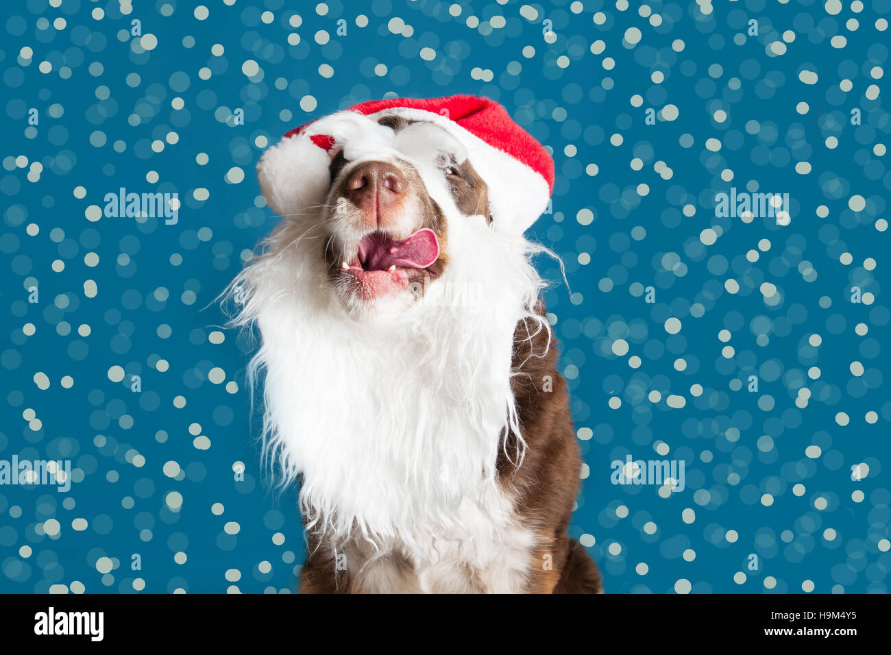 Carino springer spaniel in un Natale di santa hat e barba spuntavano suo tounge Foto Stock