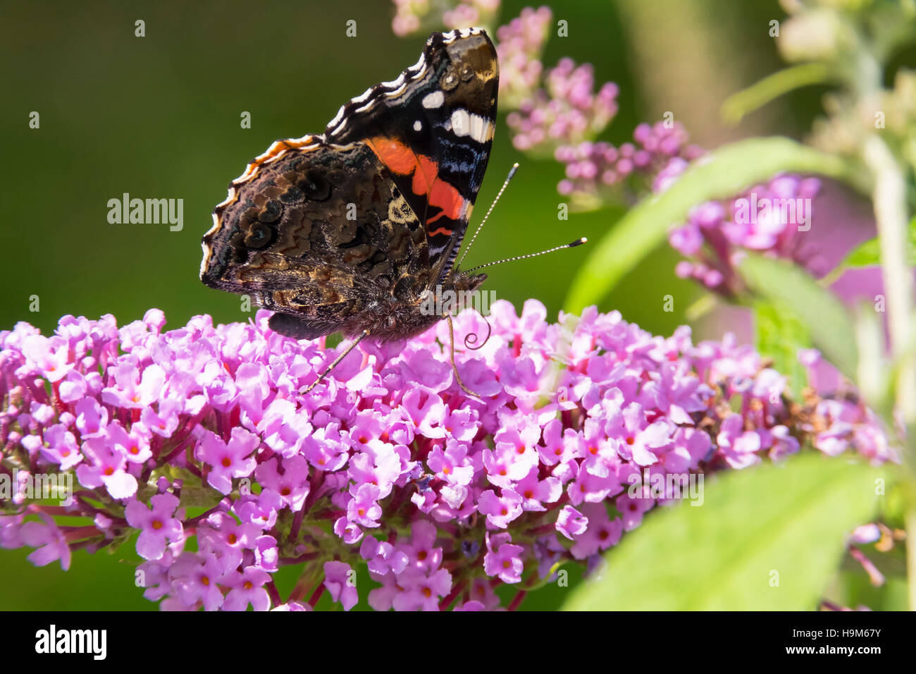 Vanessa Atalanta su blossom di butterfly bush Foto Stock