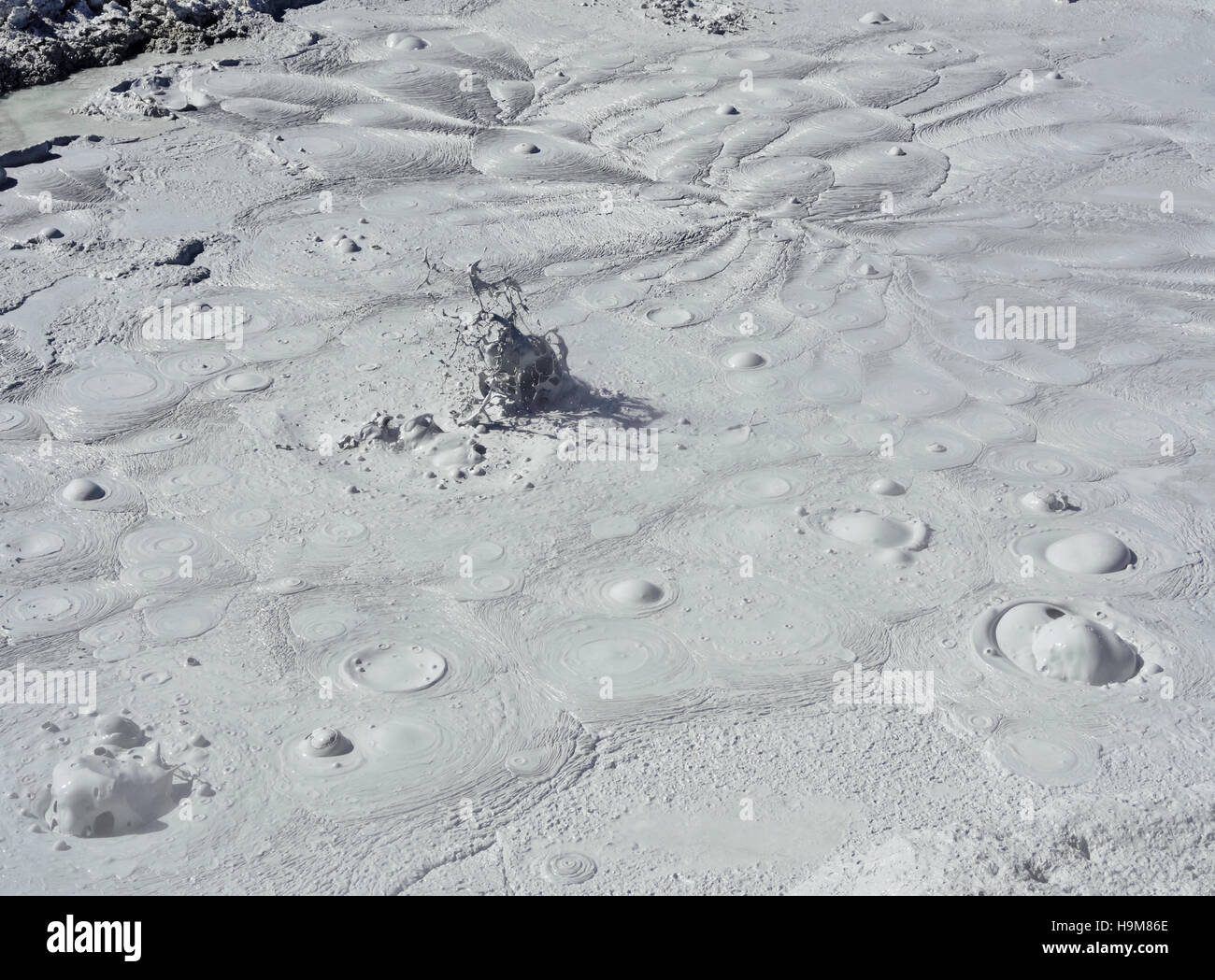 Bolivia Potosi Departmant Sur Lipez Provincia Eduardo Avaroa fauna Andina Riserva Nazionale del paesaggio della Geisers Sol de Foto Stock