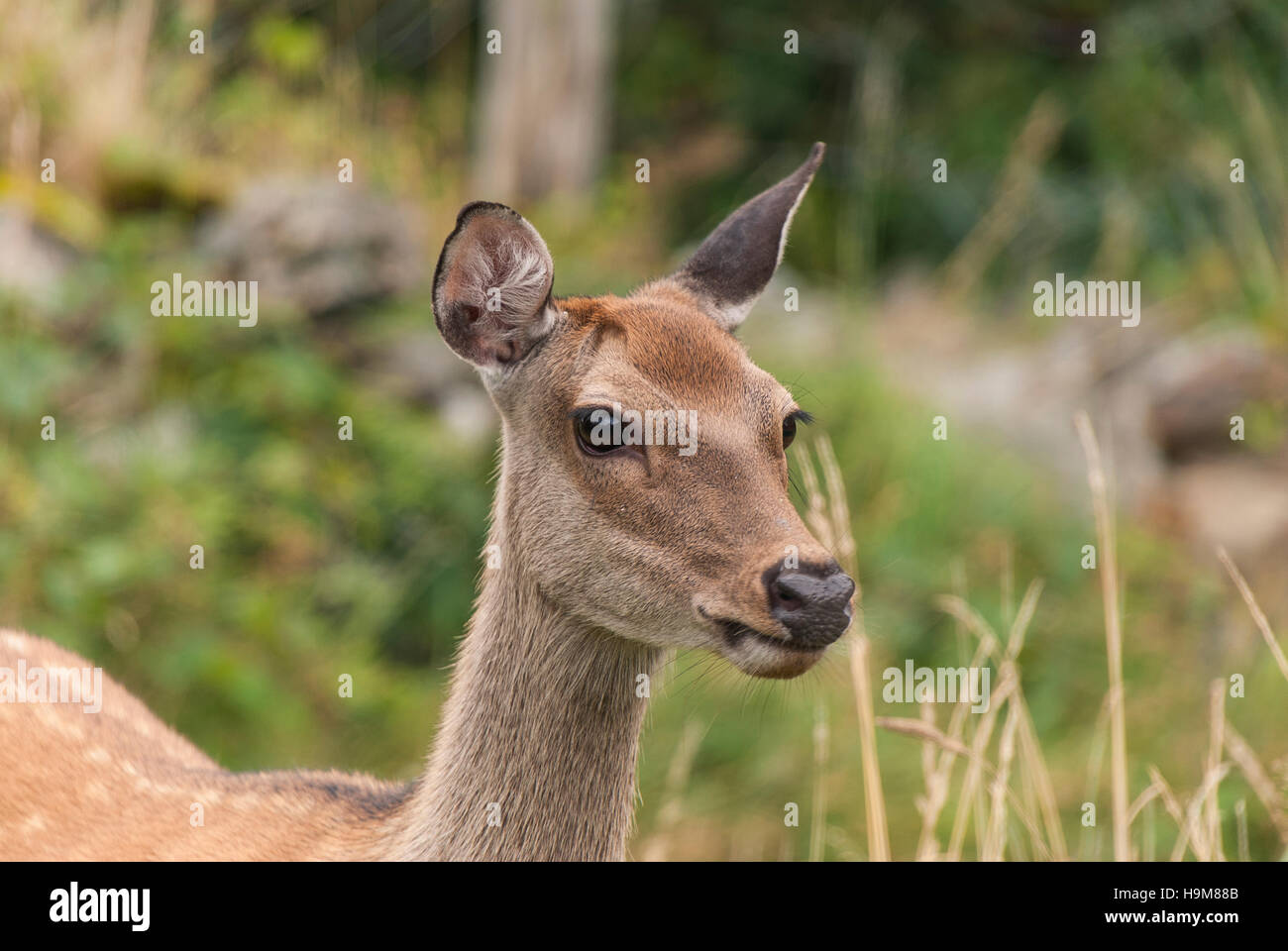 Un cervo intorno a Glendalough nelle Highlands scozzesi Foto Stock