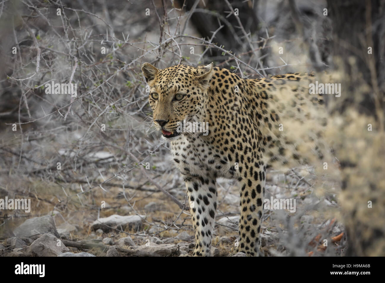 Leopard emergente dalla bussola presso il Parco Nazionale di Etosha, Namibia Foto Stock