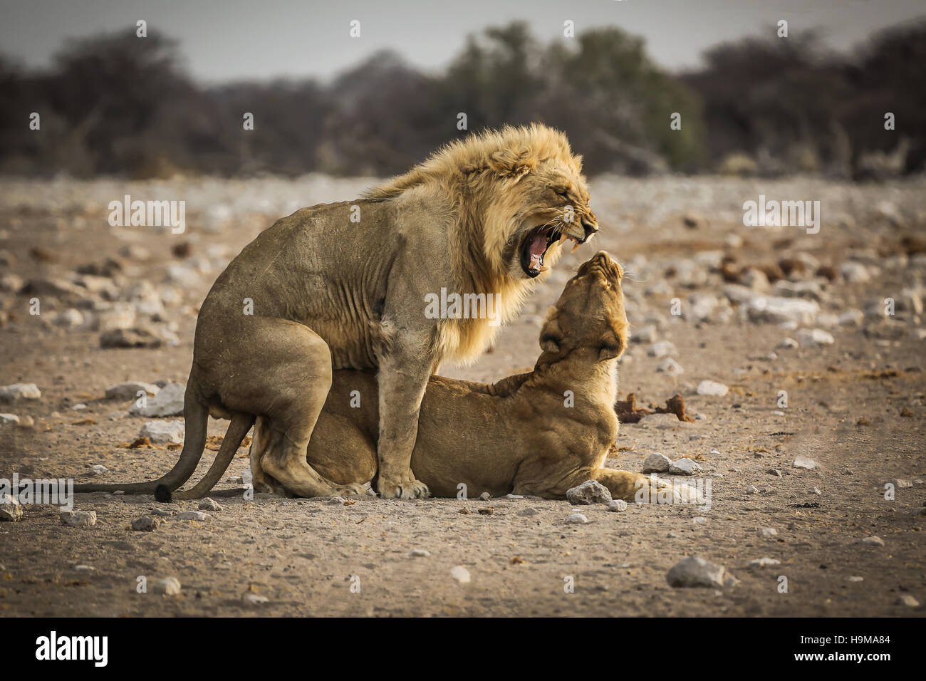 Leone e Leonessa matting presso il Parco Nazionale di Etosha, Namibia Foto Stock