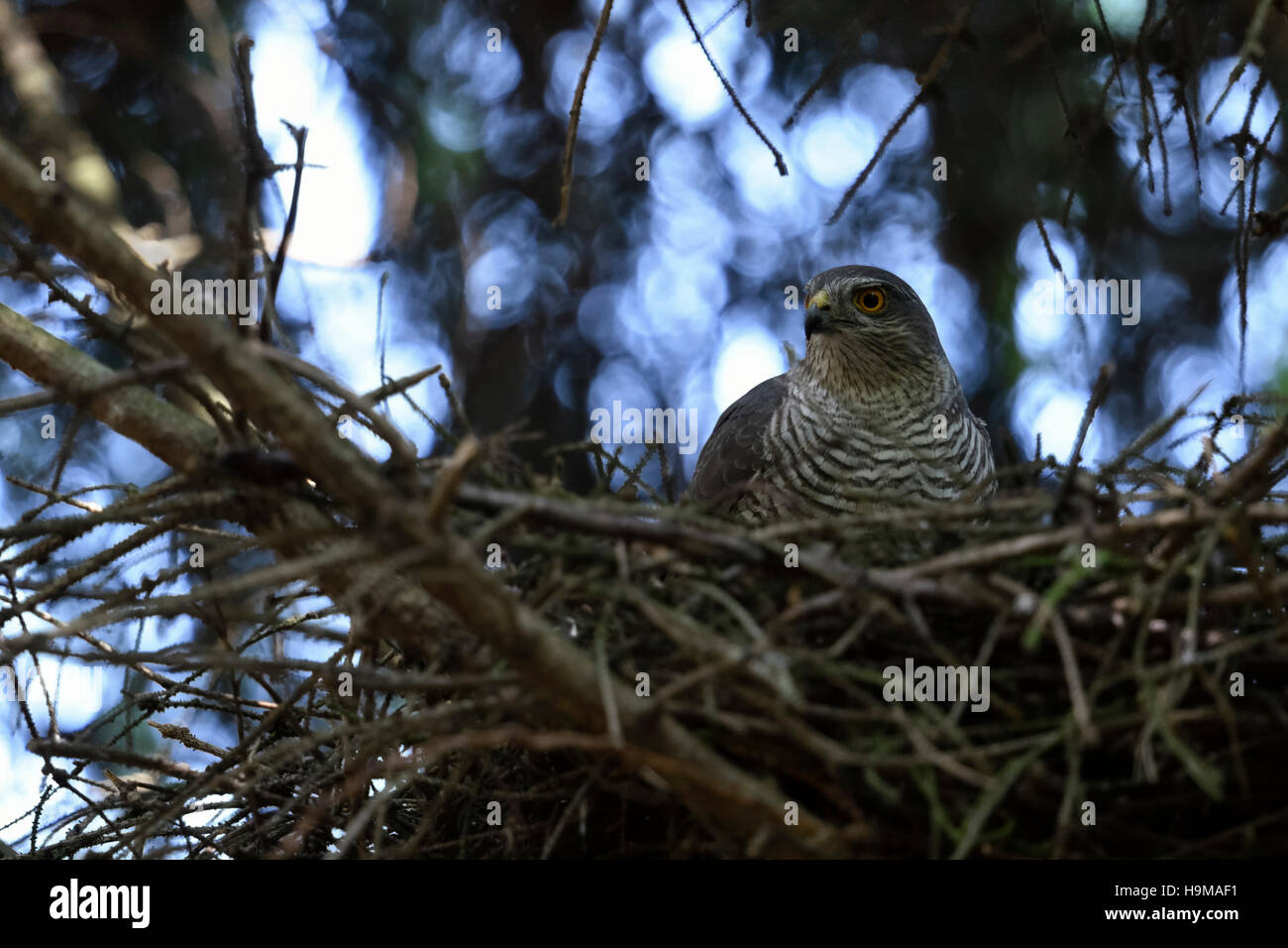 Sparrowhawk ( Accipiter nisus ), femmina adulta, nidificante, seduto nella sua eyrie nascosta, osservando attentamente la fauna selvatica, in Europa. Foto Stock