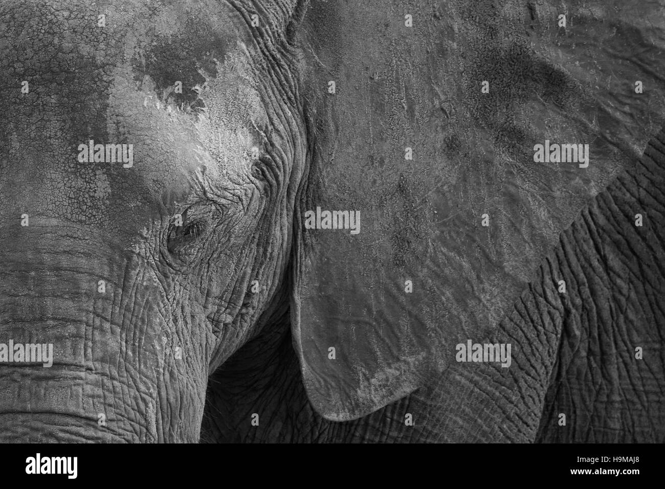 Close up di un elefante occhio ed orecchio Foto Stock