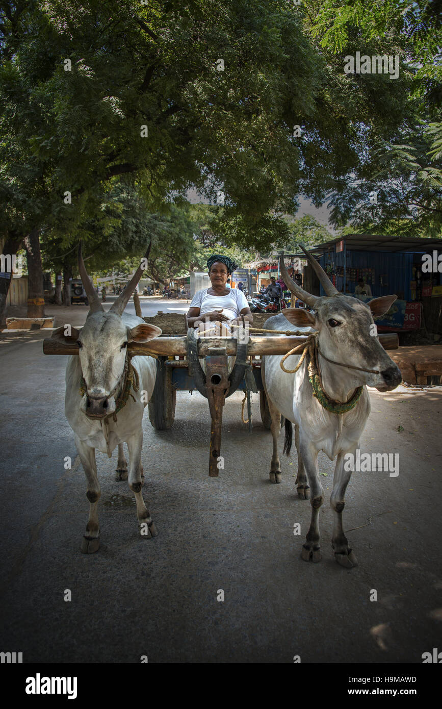 L'uomo spinge la sua due buoi attraverso le strade di Puttaparthi, India Foto Stock