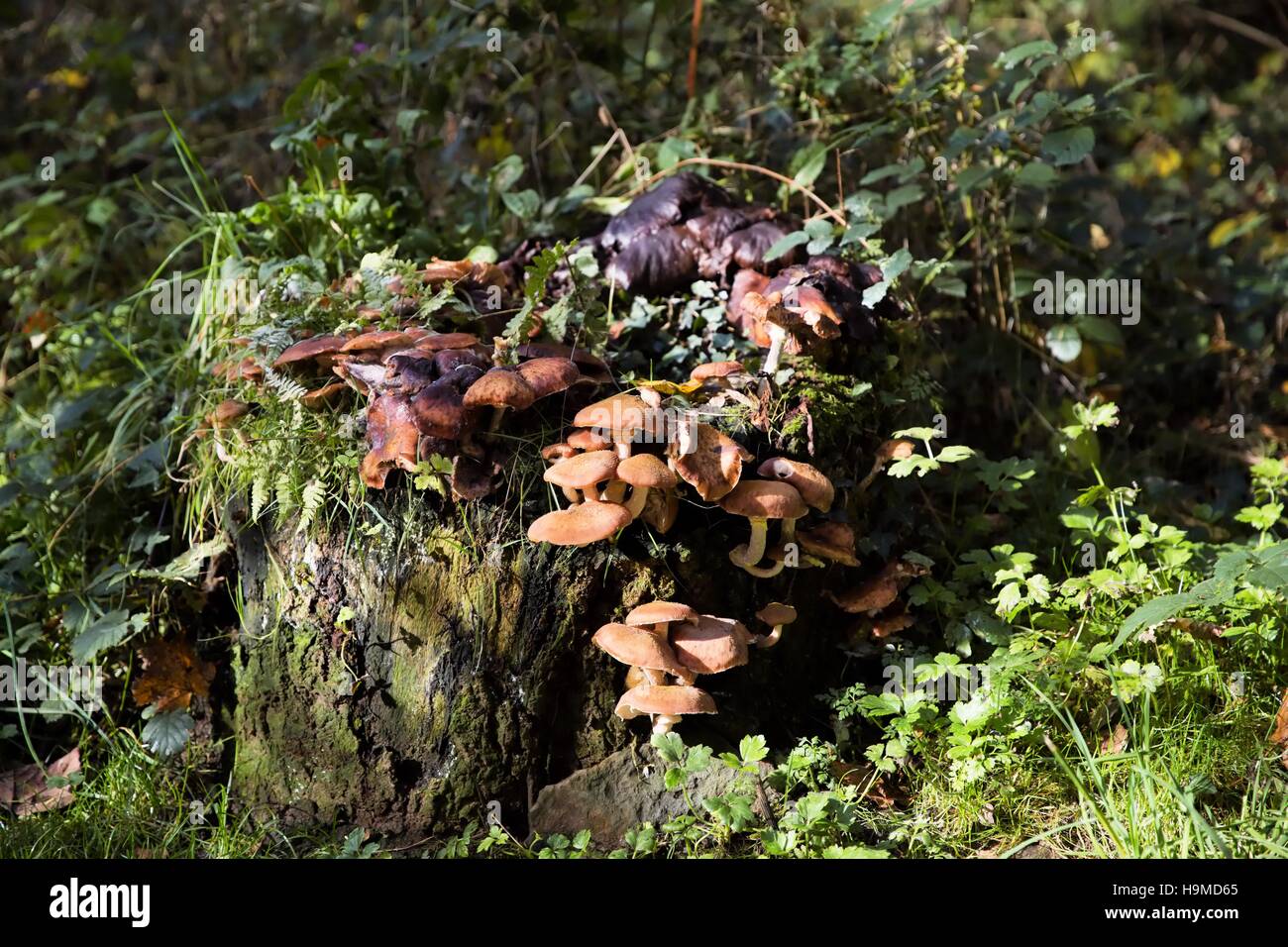 Tee funghi che crescono su un taglio verso il basso la sezione fuori da un albero. Foto Stock