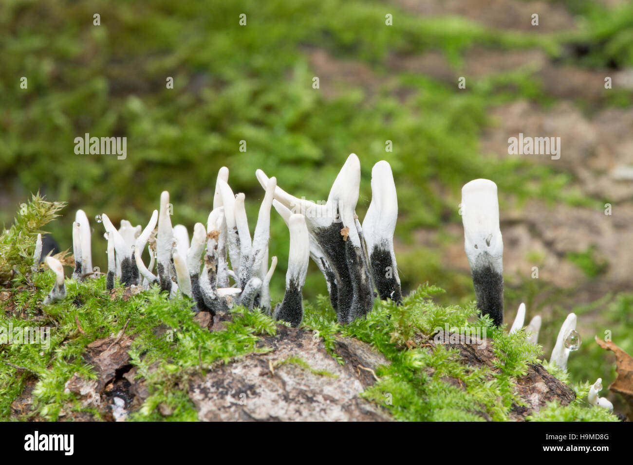 Candela-tabacco da fiuto fungo, Xylaria hypoxylon. Sussex, Regno Unito. Ottobre Foto Stock