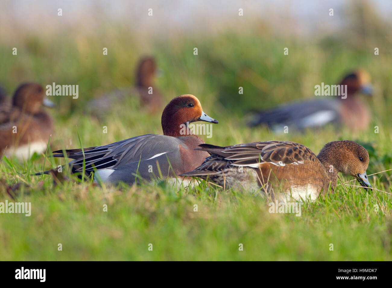 Wigeon Anas penelope gregge alimentazione invernale a Titchwell RSPB riserva Norfolk Foto Stock