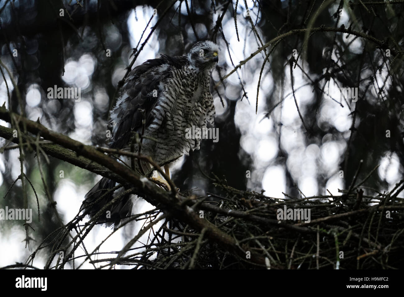Sparrowhawk ( Accipiter nisus ), giovane giovane, quasi muta, si trova accanto al suo nido nascosto, in alto in un abete rosso, fauna selvatica, Europa. Foto Stock