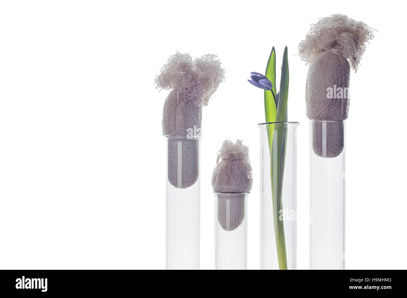 Fiore (bluebells) in una provetta di test isolati su sfondo bianco. Esperimento scientifico. Blue snowdrop fiori in vasi di vetro. La molla ancora vita Foto Stock
