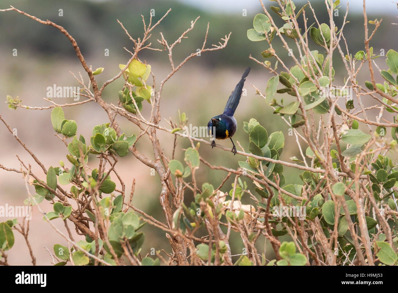 Un bellissimo uccello con atteggiamento, il Golden petto Starling appollaiato in una struttura ad albero Foto Stock