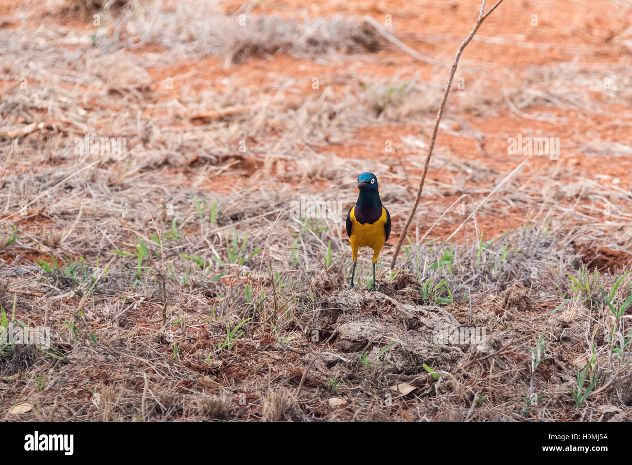 Un bellissimo uccello con atteggiamento, il Golden petto Starling in piedi Foto Stock