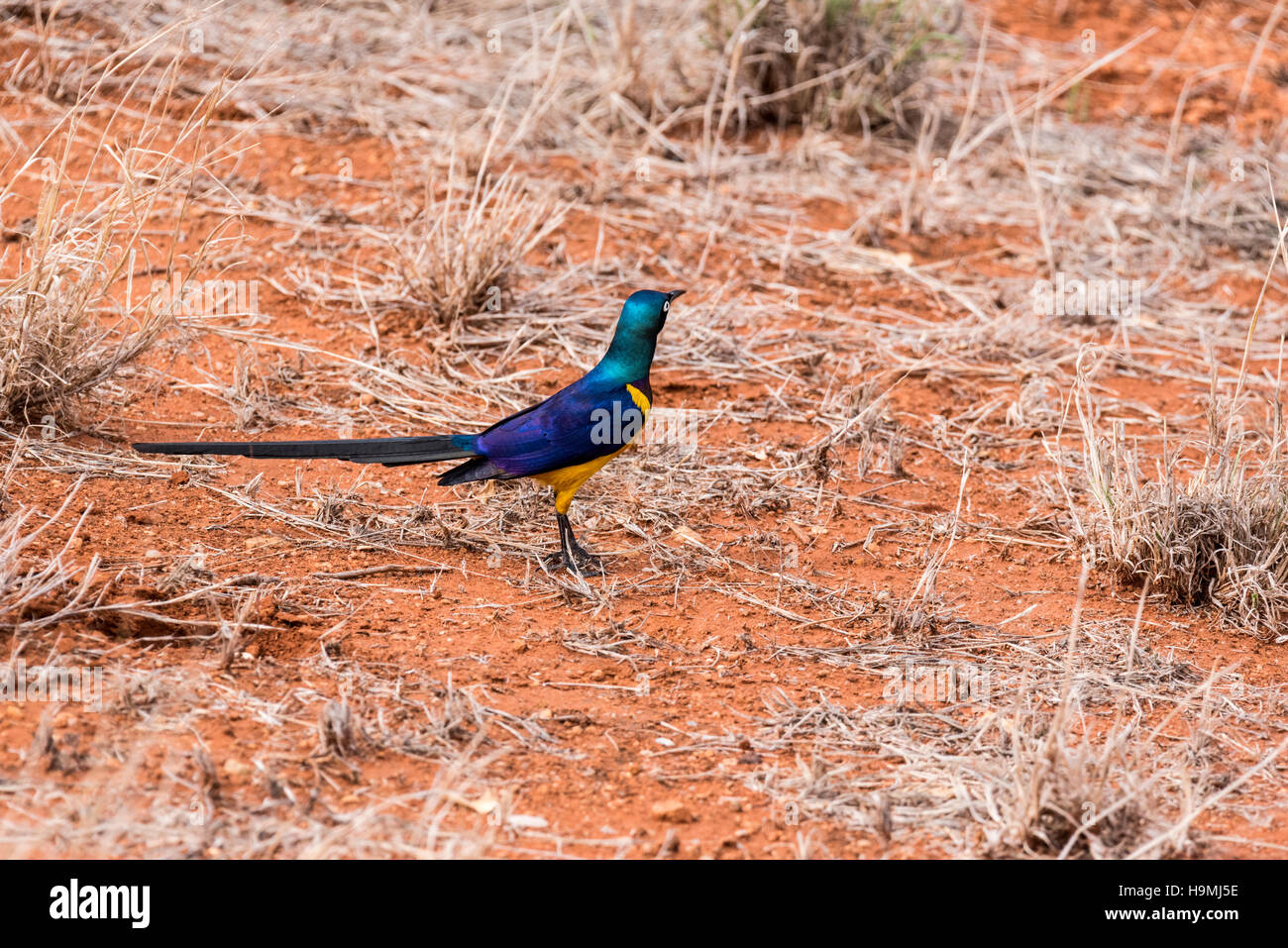 Un bellissimo uccello con atteggiamento, il Golden petto Starling in piedi Foto Stock